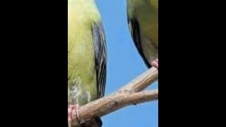 Suara pikat burung punai untuk berburu 100% ampuh