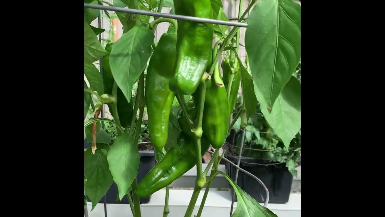 The performance of Riverponics Growing System in 2024