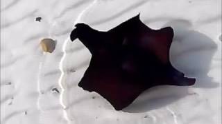 Atlantic Black Sea Hares