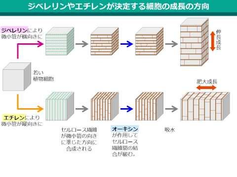 植物ホルモンによる細胞の成長方向の決定（ゆうきのバイオロジー）