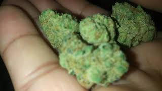Animal Minntz by Minntz Company #cookieswoodlandhills #cookies805 #drgreenthumbslymar #canafarms818