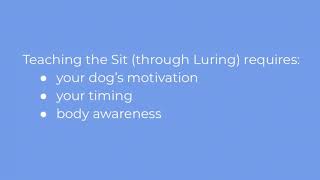 Teaching the Sit - Part One (Luring)
