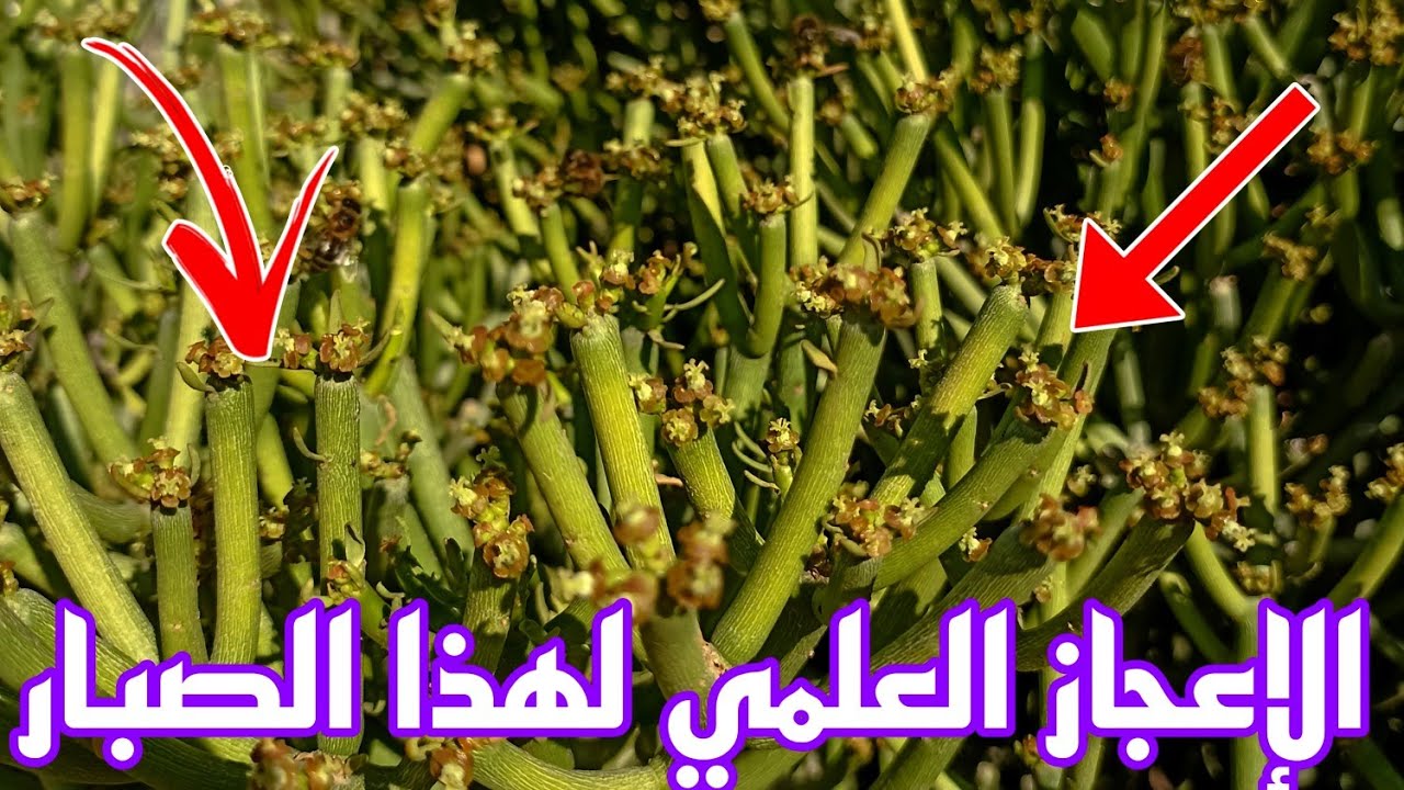 نبات قرن الغزال والإعجاز العلمي الذي أودعه الله فيها / صبار أم اللبن/ نبات القلم الرصاص