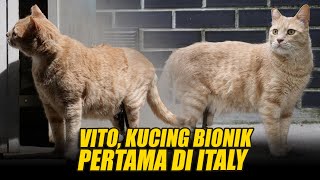 VITO, KUCING BIONIK PERTAMA DI ITALI