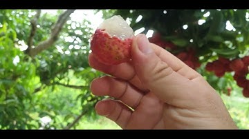 Ăn Vải Thiều Lục Ngạn Ngập Răng - Đã Mồm l Luc Ngan Lychee