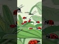 The Role of Insects in Ecosystem Services