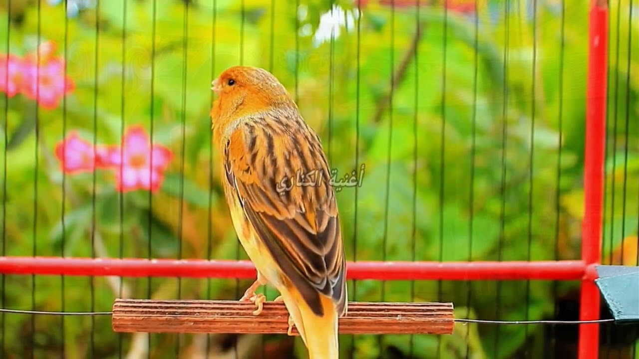 Бельгийское пение канарейки для глубокого расслабления сна и спокойной ночной спокойствия ASMR