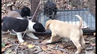 PUPPY rescue from FERAL mama dog by Greg King Canine Recovery 153,322 views 6 years ago 6 minutes, 52 seconds