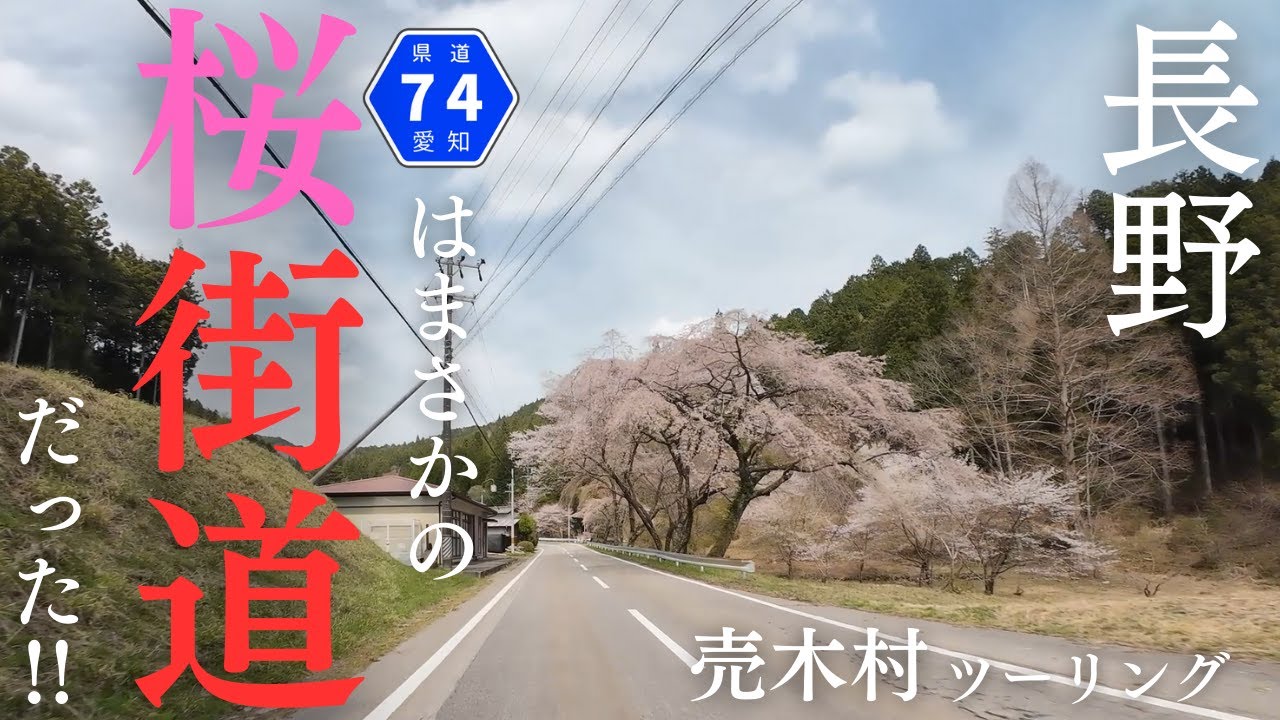 長野県「売木村ツーリング」桜街道！？を走り、南信州にある小さな山里の桜名所を見に行く！