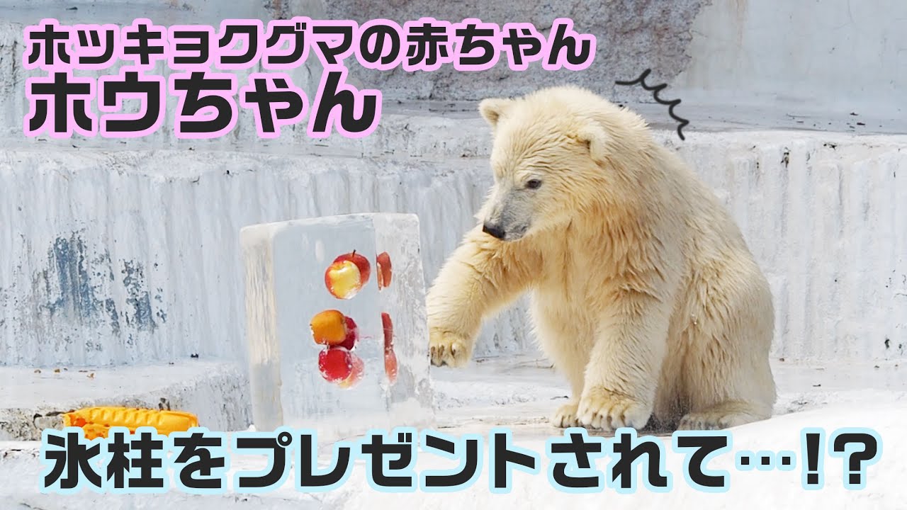 天王寺動物園のホッキョクグマ親子 氷柱で 涼 楽しむ Lmaga Jp