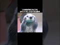 ラッコの仕草がかわいすぎる件について #ラッコ #かわいい #動物 #雑学 #豆知識 #shorts