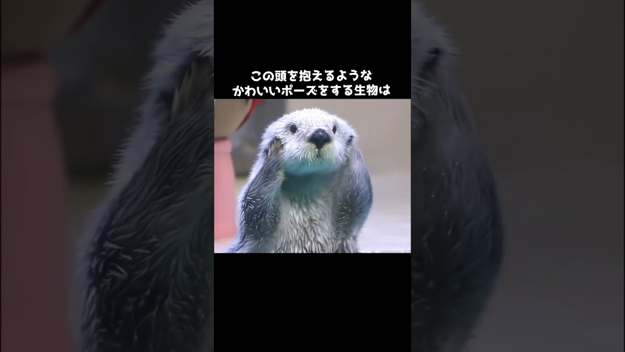 ラッコの仕草がかわいすぎる件について #ラッコ #かわいい #動物 #雑学 #豆知識 #shorts