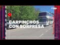 ROBO Y ESTAMPIDA - LO SALVÓ UN POLICÍA - #REC