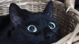 6 Pros and Cons of Owning a Bombay Cat! 🖤🐾