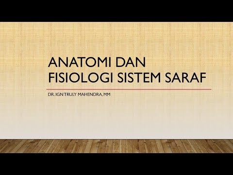 ANATOMI DAN FISIOLOGI sistem Saraf