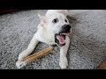 Funny puppy bailey protects bone funny golden retriever dog