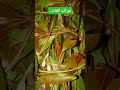 Funny فوائد القات 