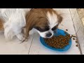 El MEJOR ALIMENTO que puedes DAR a tu PERRO | La Casita de los Shih Tzu