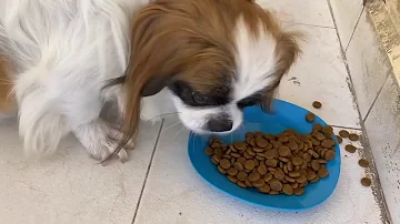 ¿Qué se le puede dar de comer a un Shih Tzu?