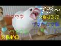 ウネウネ文鳥 クチパク文鳥 アウアウ文鳥 口開けて怒る文鳥!? 白文鳥ふーちゃん　文鳥動画