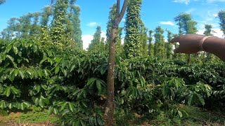 Visit to my cousins Coffee Estate And Pepper Plantation|  South Coorg Near Kerela border