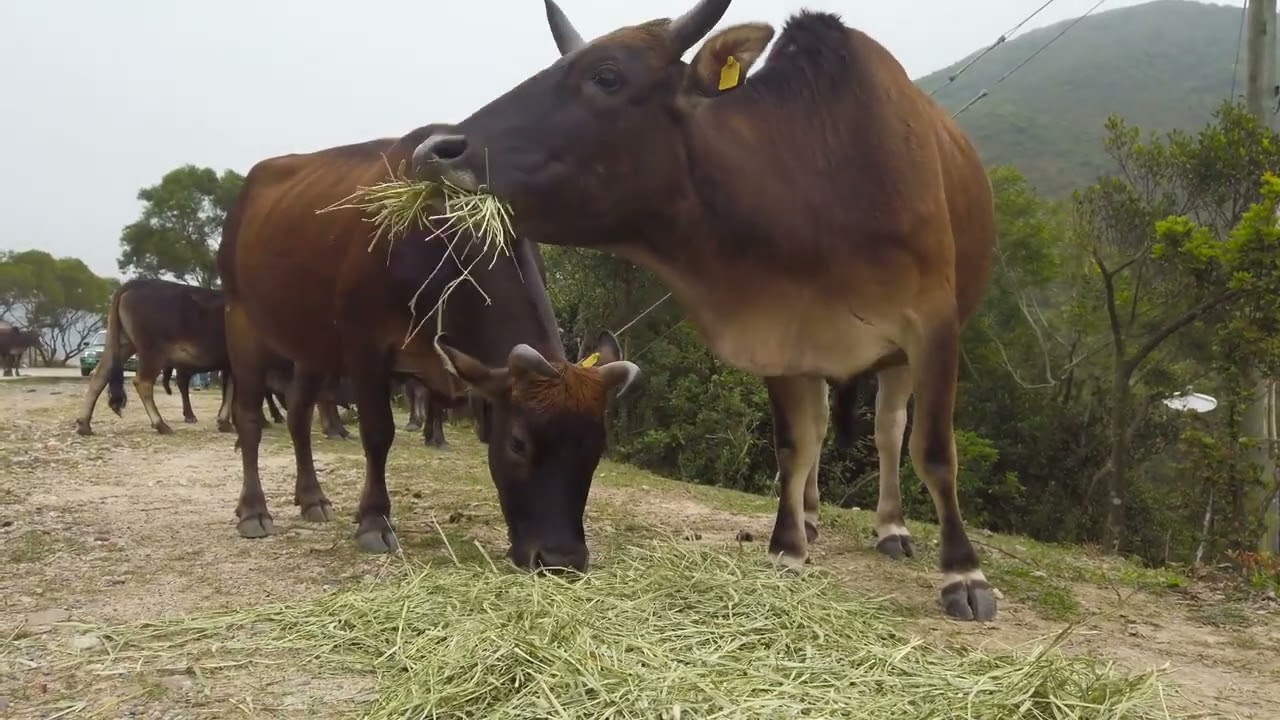 Europe Village Morning Sound 