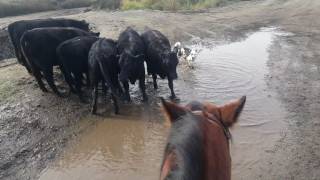 Catching Cattle and loading them with Satus Brute and Satus Eva