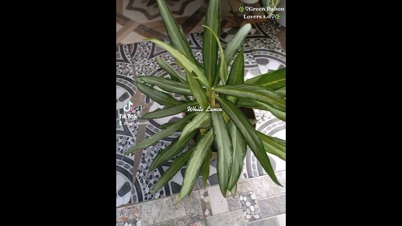 🌱Ag. White Lance | TEEN_TEEN RIVERA