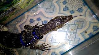 Cara ngasih makan biawak dengan tikus putih