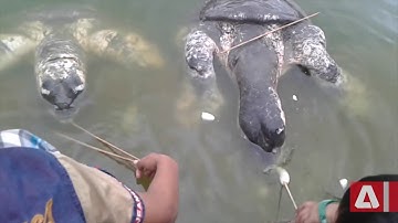 Huge Turtles Locally Called Bostami Turtle Extinct In The Wild