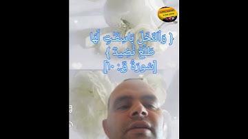 والنخل باسقات لها طلع نضيد قرآن كريم