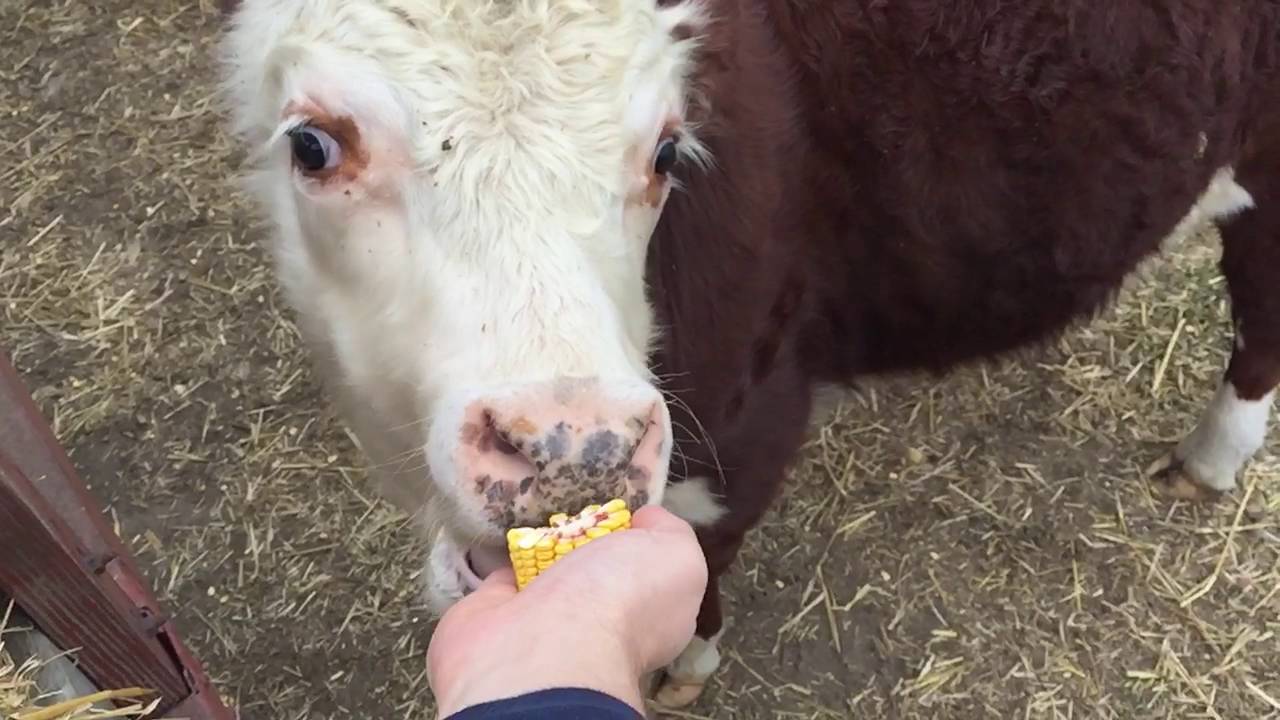 Whitetail cows grazing corn boost mob numbers hit