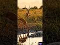 "शाम होते ही मगर का हमला… लेकिन हिरण ने बचाई जान! 🐊🦌 | Wildlife Attack"#trending #viralvideo