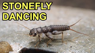 Stonefly Dancing