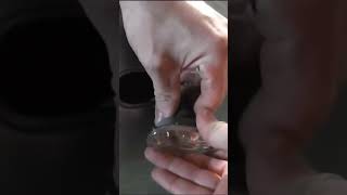 VW Passat how to replace the side repeater indicator bulb #volkswagen #passat  #marksgarage