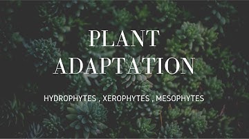 Plants Adaptation || Hydrophytes || Xerophytes || Mesophytes