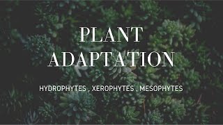 Plants Adaptation  Hydrophytes  Xerophytes  Mesophytes