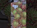 #올리브#다육식물 #music #쇼츠 #plants #구독좋아요