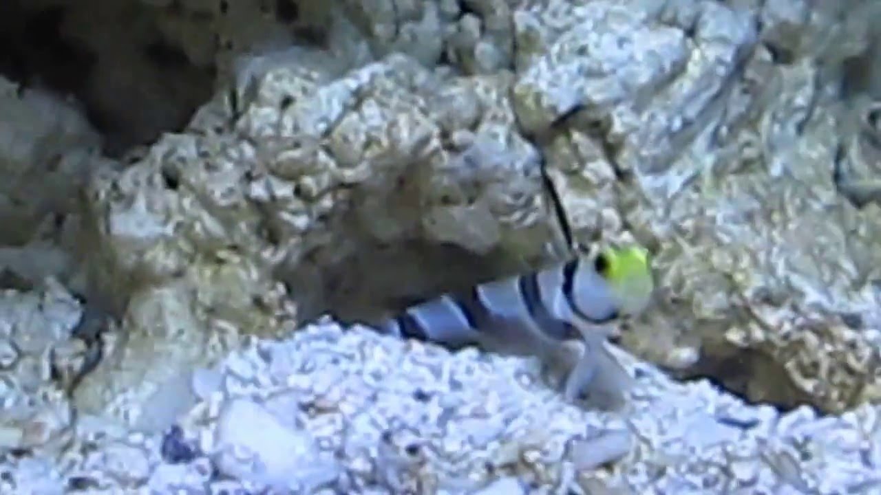 black ray goby and