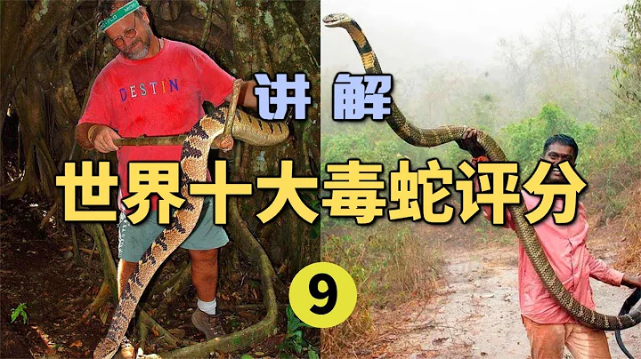 誰才是世界上最大的毒蛇？眼鏡王蛇VS加彭噝蝰VS巨蝮！【世界記憶大師龍雅】 - 天天要聞
