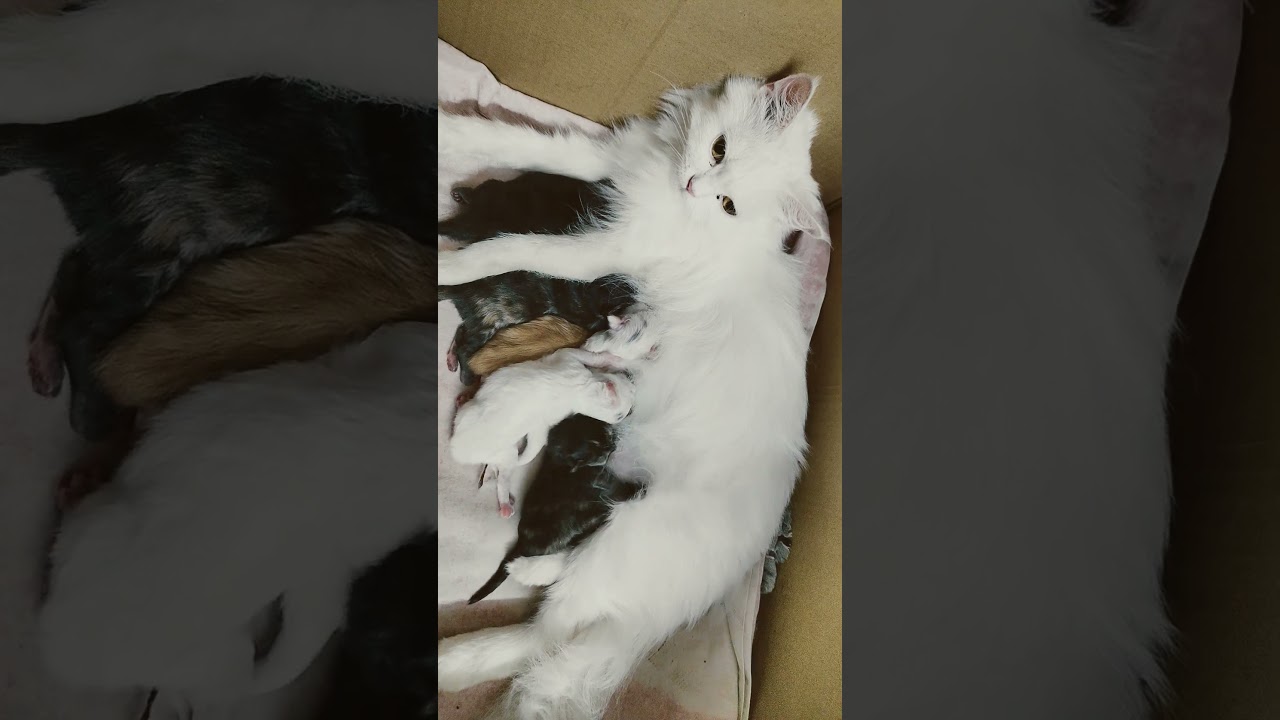 Mother Cat feeding her cutest tribe kittens