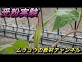 アサガオの受粉実験（小５理科）