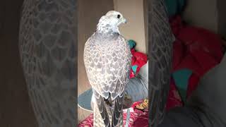 Saker Falcon Chargh