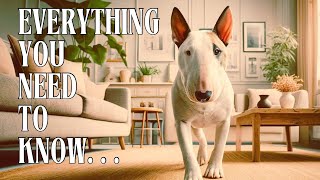 All About Bull Terriers: The Ultimate Guide to This Unique Dog Breed