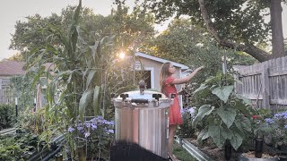 Growing My Own Food In My Urban Backyard
