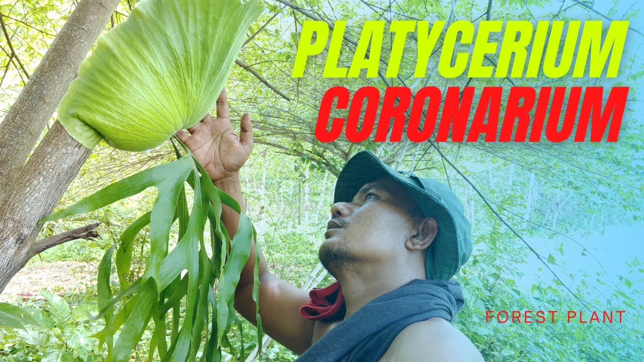 Platycerium Coronarium / Tanaman Paku Tanduk Rusa