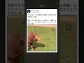 今日一番笑えるリアクション🐮🤣