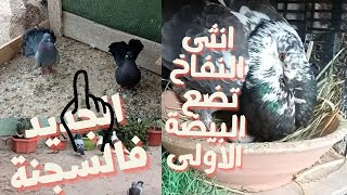 الجديد فالسجنة️ وماهو إسم المعقم? الذي أعقم به سجنة الحمام من الحشرات ?️️