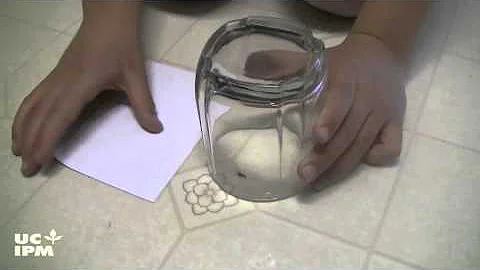 How to catch a spider - UC IPM