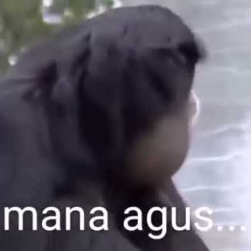 Hewan Manggil Nama Agus